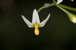 West Indian nightshade